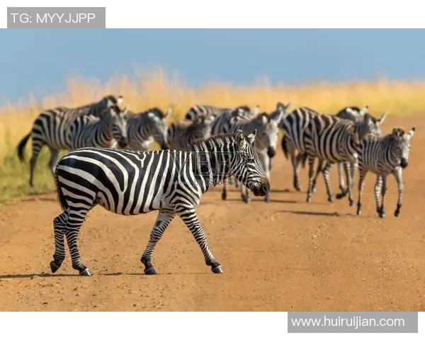 斑马与马的奇妙对比探讨它们的生活习性与生态适应性